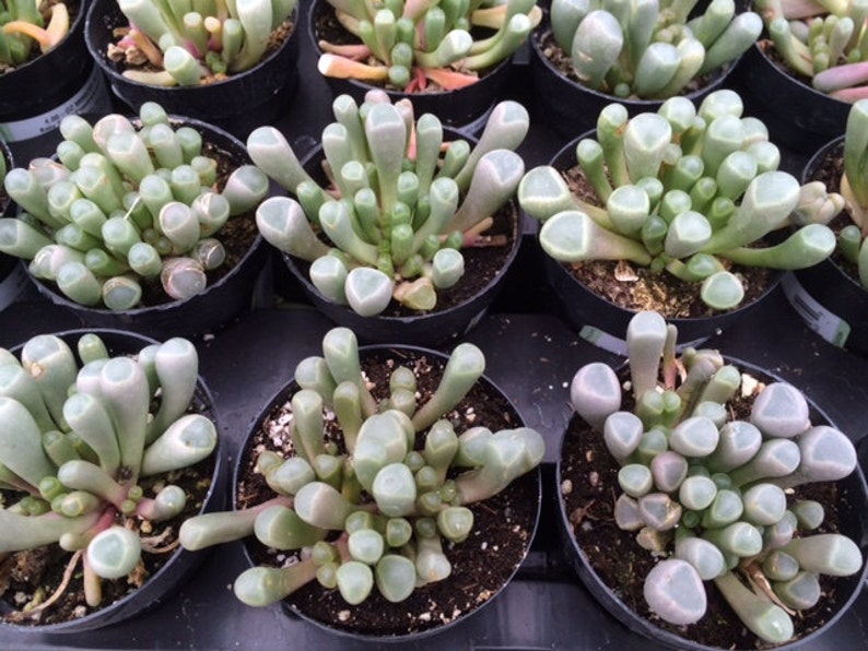 Small Succulent Plant. Baby Toes toes look like they have eyeballs on top of them. Sprout pretty white & yellow flowers. image 3