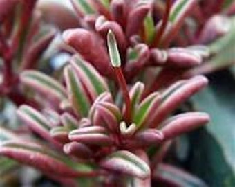 Medium Succulent Plant. Peperomia Graveolens. A plant with amazing coloring. Fleshy red and green leaves make this a focal point.