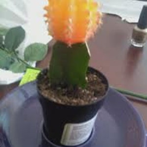 Cactus Plant. Large Grafted Moon Cactus. Bright Yellow Cactus adds beauty to your garden. image 5