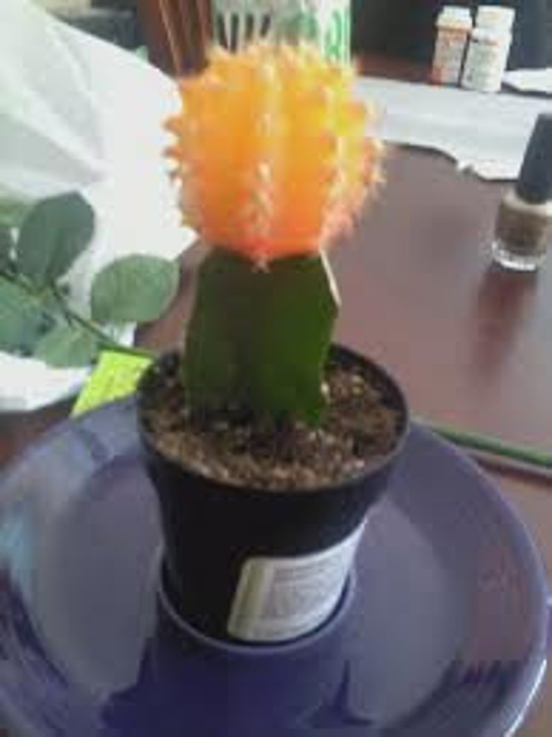 Cactus Plant. Large Grafted Moon Cactus. Bright Yellow Cactus adds beauty to your garden. image 5