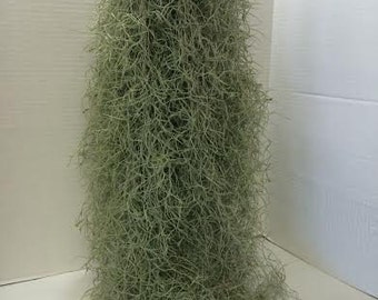 Air Plant Mature Live Spanish Moss. A silvery-gray plant that is so unique.