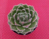 Small Succulent Plant. Small Wooly Rose