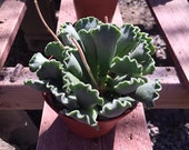 MediumSucculent Plant. Adromischus Cristatus or Key Lime Pie rosette of fuzzy, plump leaves with the tip of each leaf looking crimped.