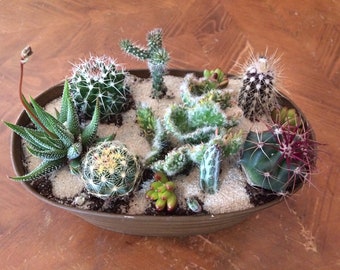 Large Cacti DIY Arrangement with a Tan Oval Designed Tin Planter plants and soil.