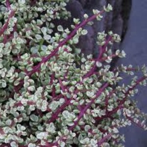 Two Medium Succulent Plants. Two Rainbow Elephant Bush. Interesting tri-coloring. image 5