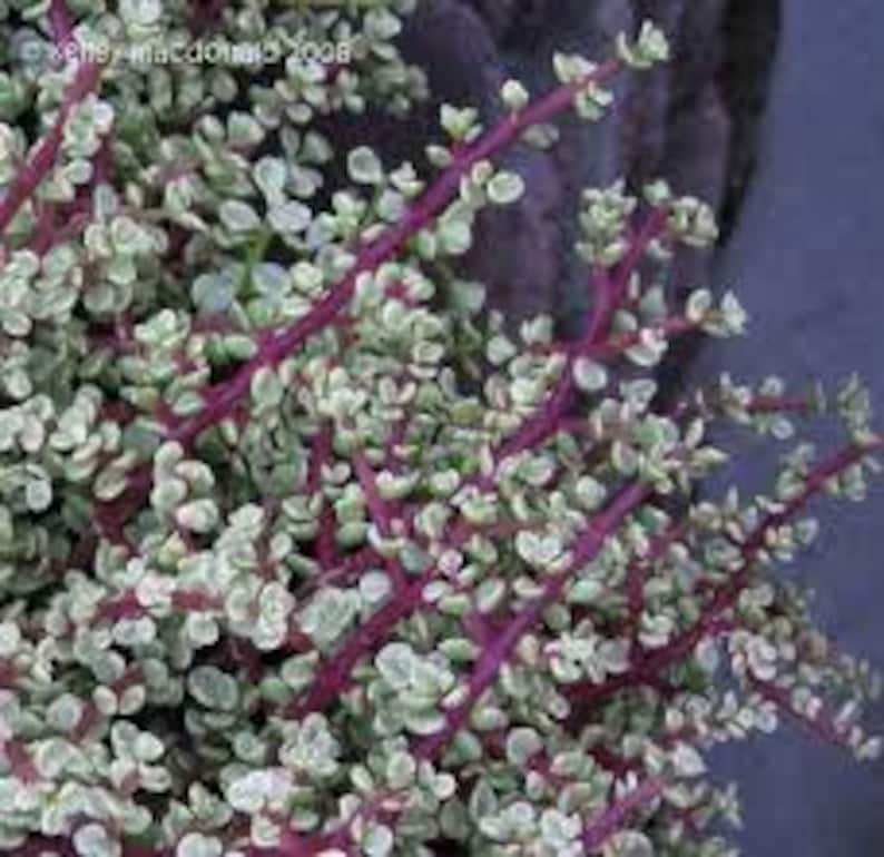 Two Medium Succulent Plants. Two Rainbow Elephant Bush. Interesting tri-coloring. image 5