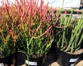 Succulent Plant. Mature Firesticks, sticks turn red at the tips as if on fire. Add color to your planter or drought resistant landscape