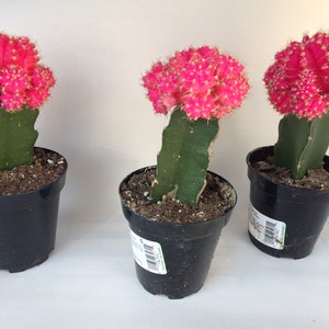 Small Cactus Plant. Grafted Moon Cactus. Bright pink color adds beauty to your garden. image 9