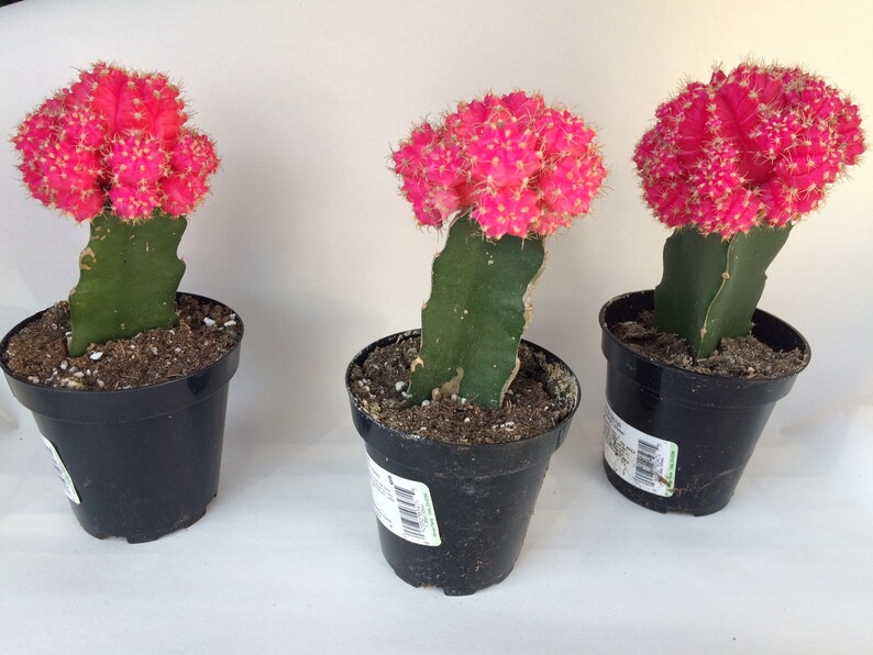 Small Cactus Plant. Grafted Moon Cactus. Bright pink color adds beauty to your garden. image 9