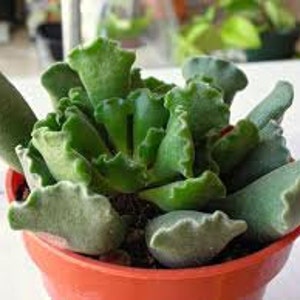 Medium Succulent Plant. Adromischus Cristatus or Key Lime Pie rosette of fuzzy, plump leaves with the tip of each leaf appearing crinkled.