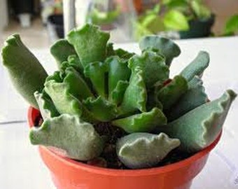 Small Succulent Plant. Adromischus Cristatus or Key Lime Pie rosette of fuzzy, plump leaves with the tip of each leaf undlating and crinkly.