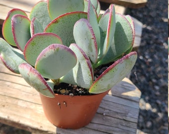 Succulent Plant Medium Silver Dollar Jade large, rounded silvery blue leaves with red margins grows pinkish white star shaped flowers.