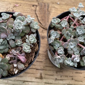 Small Succulent Plant Sedum Capo Blanco. A low growing plant of tiny white flowers. image 3