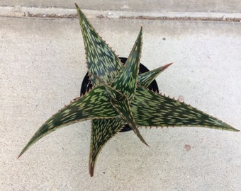 Medium Succulent Plant Mosaic Aloe. Dark green with patterned white designed leaves.