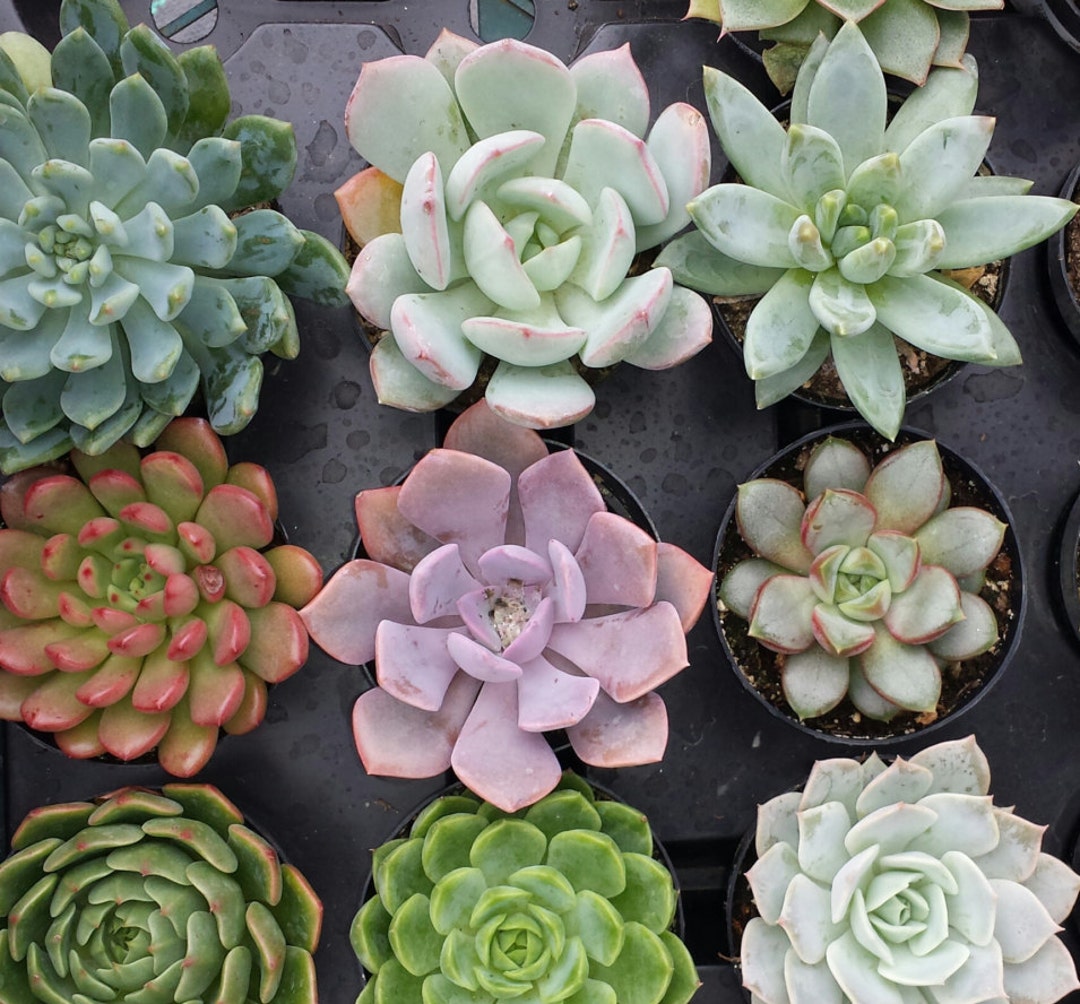 Succulent Plants. Echeveria Succulent 12 Plant Assortment
