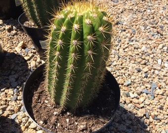 Cactus Plant.  Mature Trichocereus 'Sun Goddess'. A tall, very chunky hybrid cactus with golden spines.