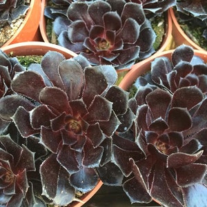 Medium Succulent Plant. Black Rose Zwartkop. Deep purple coloring of this beautiful rosette is almost black. image 3