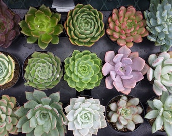 Succulent Plants. 16 Gorgeous Succulent Plants Assortment in pots.  Wonderful grouping for wedding and shower favors.