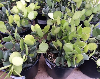 Succulent Plant Large Silver Dollar Plant. Beautiful green fleshy leaves.