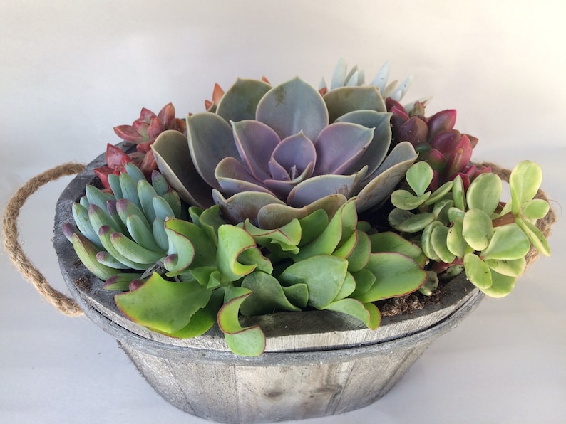 Complete Succulent Plant beautiful succulent arrangement shipped completely planted in a Grey White Washed Wood Oval Planter..