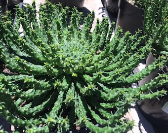 Mature Cactus Plant. Medusa's Head. A very unique cactus. Looks like Medusa's Hair.