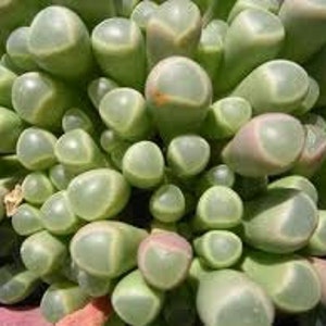 Small Succulent Plant. Baby Toes toes look like they have eyeballs on top of them. Sprout pretty white & yellow flowers. image 2