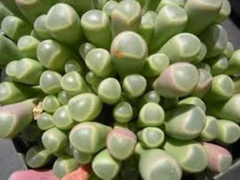 Small Succulent Plant. Baby Toes toes look like they have eyeballs on top of them. Sprout pretty white & yellow flowers. image 2