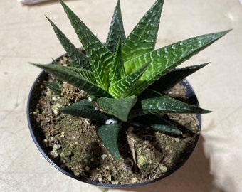 Medium Succulent Plant. Haworthia Limifolia Marloth. A deep green Haworthia with  heavy, white ridges.