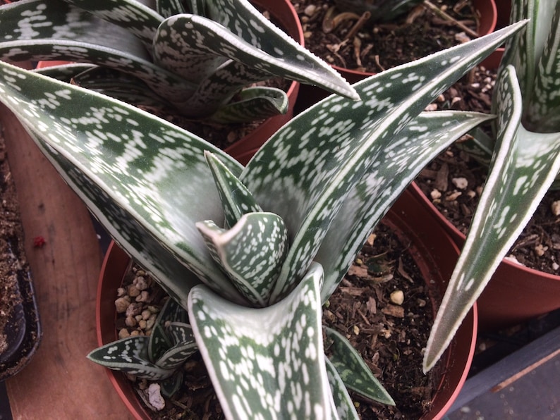 Large Succulent Plant. Partridge Breast Aloe Bild 1