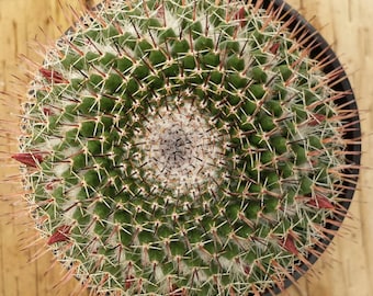 Small Cactus Plant Mammillaria Mystax.Globular cactus grows up to 6" high.  Blooms rings of reddish-violet flowers