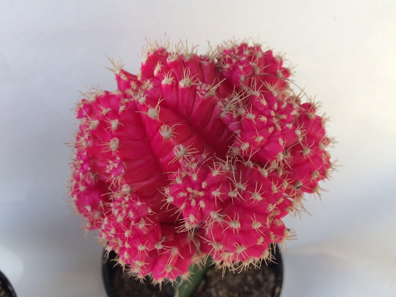 Roślina kaktusa. Duży szczepiony kaktus księżycowy. Jasny różowy kolor dodaje piękna Twojemu ogrodowi. zdjęcie 5