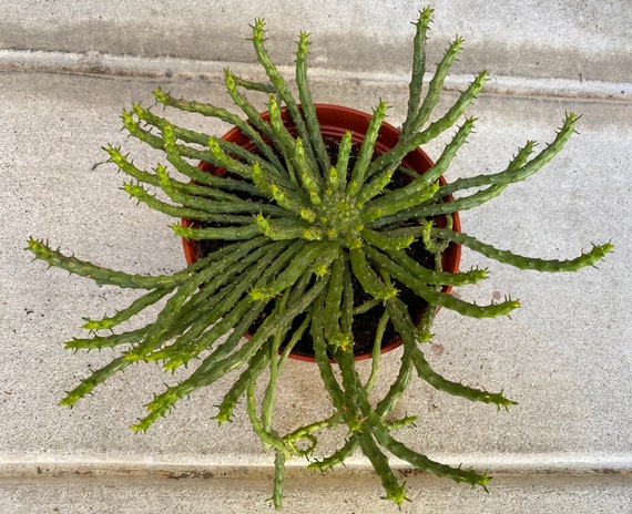 Large Cactus Plant. Medusa&#39;s Head. A very unique cactus. Looks like Medusa&#39;s Hair.
