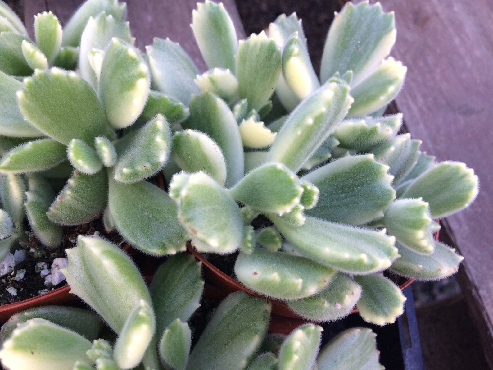 bear paw succulent singapore bear paw succulent singapore