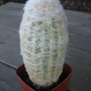 Medium Cactus Plant. Peruvian Old Lady.