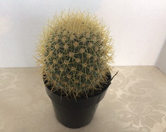 Small Cactus Plant. Mammillaria Pringlei.A uniquely shaped cactus with dense, colorful spines.