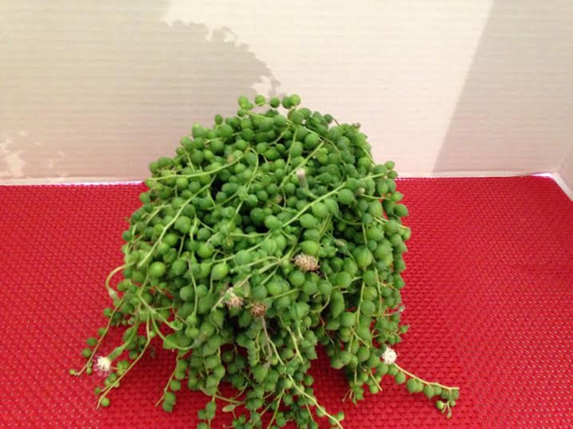 Plante grasse mature. Collier de perles. Senecio Rowleyanus. Etsy