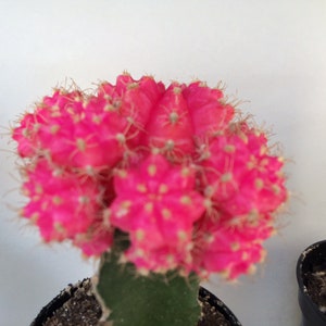 Small Cactus Plant. Grafted Moon Cactus. Bright pink color adds beauty to your garden. image 3