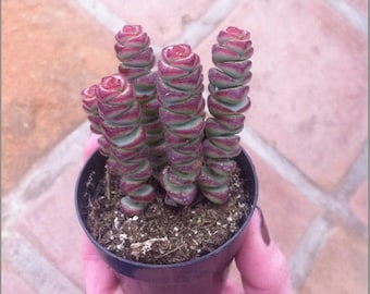 Medium Succulent Plant. Crassula Baby's Necklace. Small square leaves on top of leaves that are green with rose blushing.  Drought resistant