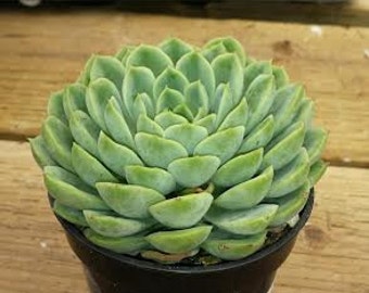 Medium Succulent Plant Echeveria Lime & Chile beautiful lime green rosette with pale reddish edging Grows tall stems with yellow flowers