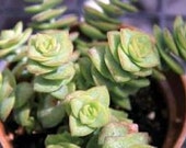 Medium Succulent Plant. Crassula Conjuncta. The larger species of Crassula resembling the Crassula Tom Thumb.