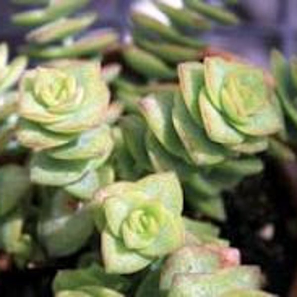 Medium Succulent Plant. Crassula Conjuncta. The larger species of Crassula resembling the Crassula Tom Thumb.