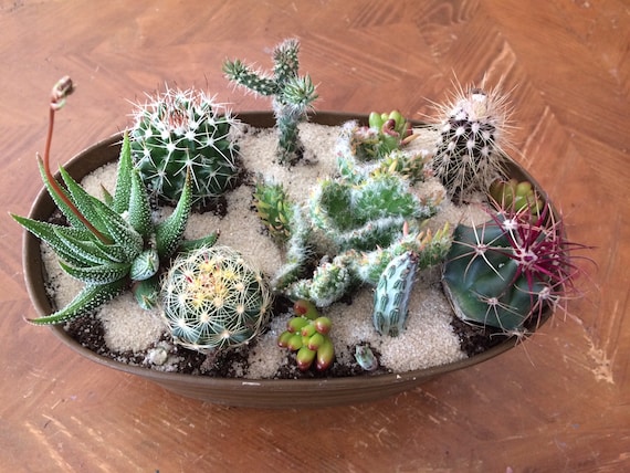 Mini Cacti & Succulent DIY Sculpting Kit