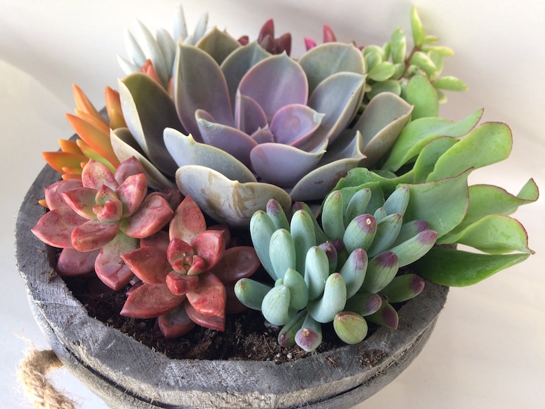 Complete Succulent Plant beautiful succulent arrangement shipped completely planted in a Grey White Washed Wood Oval Planter..