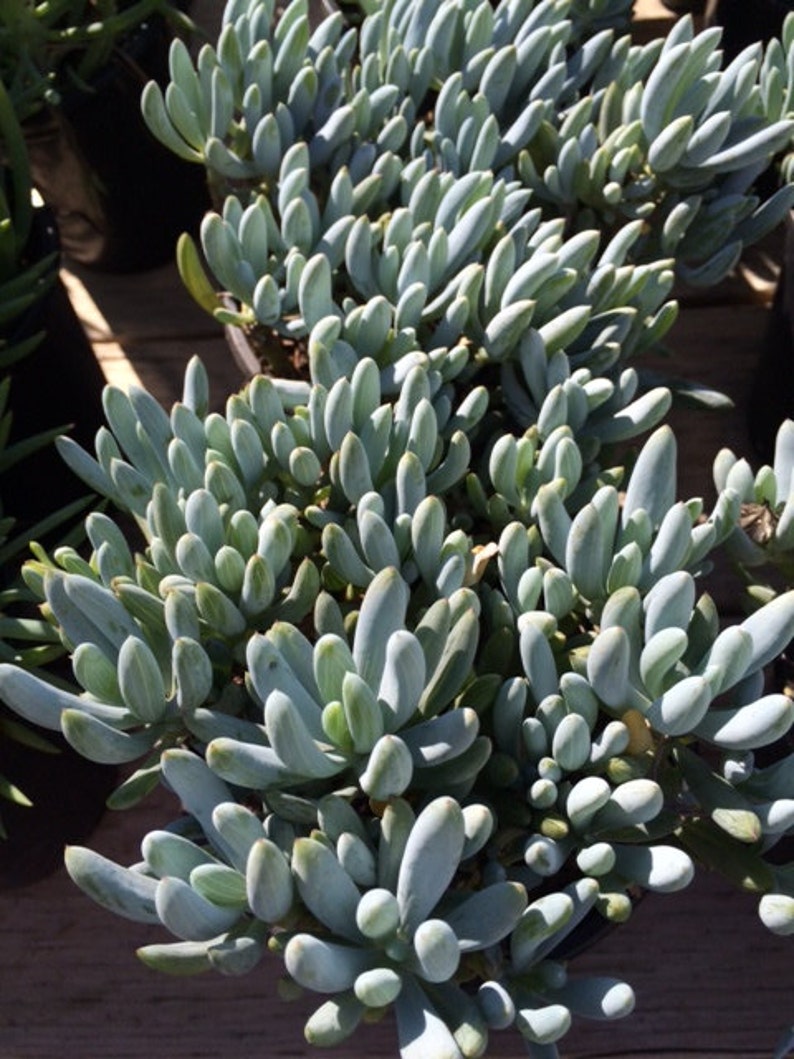 Succulent Plant. Large Blue Chalk Sticks. looks like it Etsy