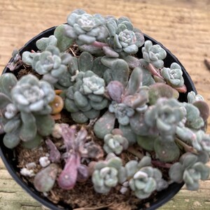 Small Succulent Plant Sedum Capo Blanco. A low growing plant of tiny white flowers. image 4