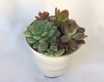 Succulent Plant Small Succulent Arrangement in a Silver Frosted Swirl Crystal Planter.