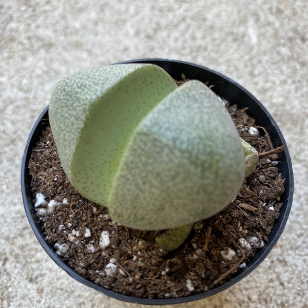 Two Small Succulent Plants.  2 Green Split Rock Lapidaria Margaretae.  Looks like rocks growing in your terrarium.