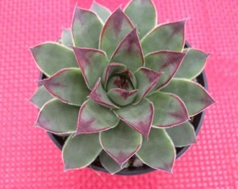 Medium Succulent Plant Hen's and Chicks Sempervivum Tectorum Rosettes with grayish-green leaves w/ reddish-burgundy tints, at the tips.