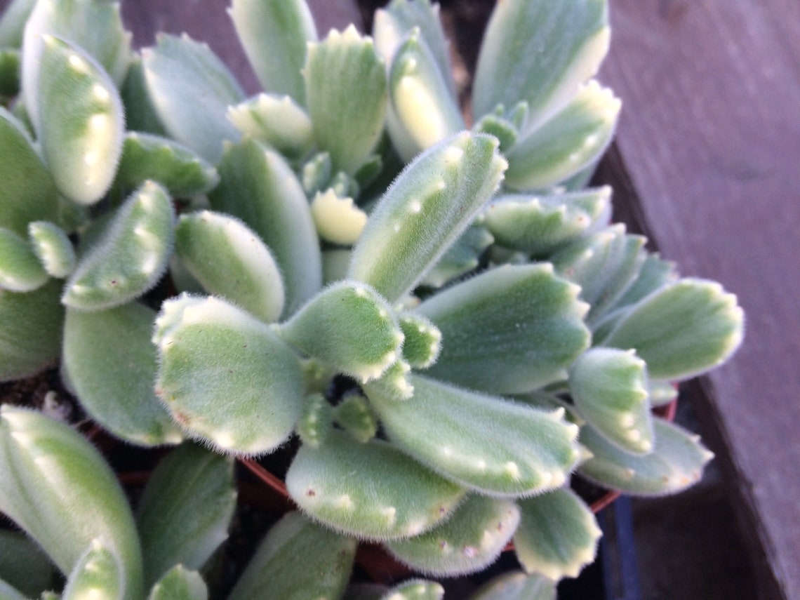 bear paw succulent cats bear paw succulent cats