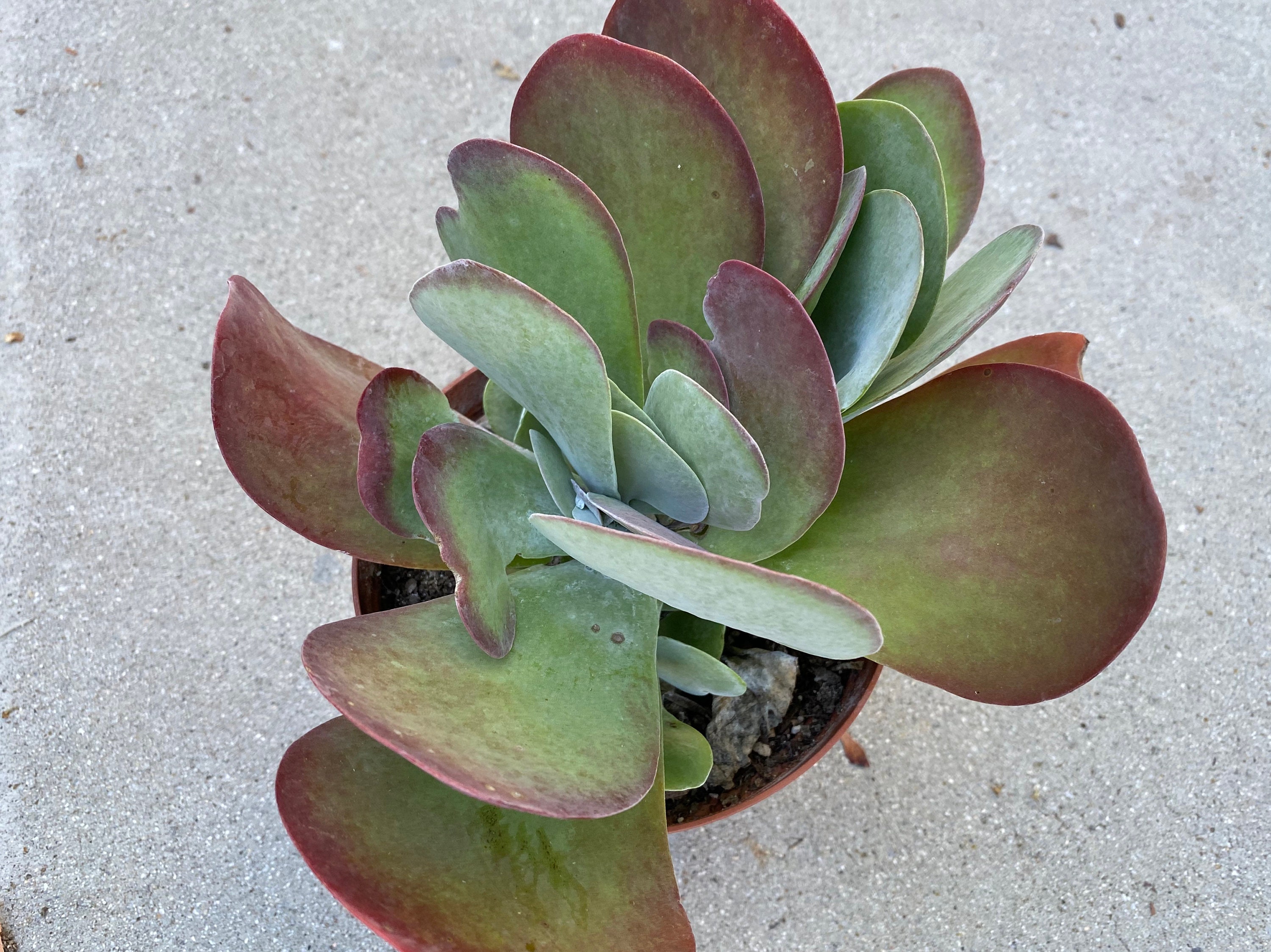 Succulent Plant. Large Flapjacks Succulent Plant. Large fan Etsy
